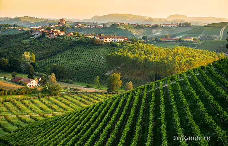 Asti vineyards